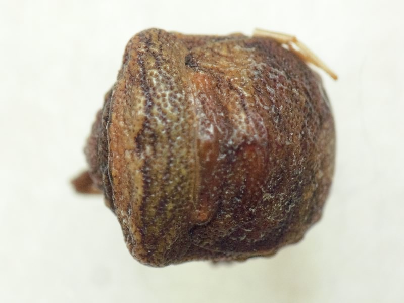 Vilpianus galii (Wolff, 1802)